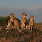 Theodore Heublein - “Cheetahs” – www.theodoreheubleinart.com