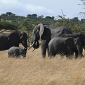 Theodore Heublein - “Serengeti Elephants” – www.theodoreheubleinart.com