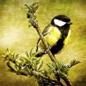 Alicia Beesley - “Great Tit On Branch” – www.aliciabeesley.foliopic.com