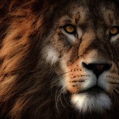 Cindy Collier Harris - “King of Kings” – www.artboja.com/art/gxi8c2