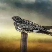 Stephanie Adams - “Storm on the Prairie” – 1quiltsavygirl@gmail.com