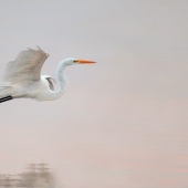 Sean Simmons - “Almost Breaking Silence” – clearelitepics@yahoo.com