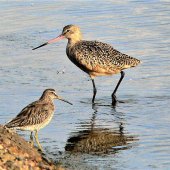 Diane Sanderson - “Wading Birds” – diane-xrt@juno.com