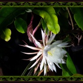 Dick and Rosanne - “Night Blooming Cereus” – www.dickandrosanne.com