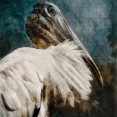Shelley Benjamin - “The Woodstork” – www.artboja.com/art/w6ytal