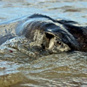 Lynn Campbell - “Eye Sea You” – www.facebook.com/LynnCampbellArtbyWolfeyes