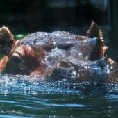Kathy Brady - “Hippo Face” – www.wolfeyesphotography.com