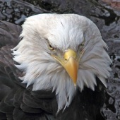 Harold Grimes - “Wet Feathers, No Fish” – www.overthesidephotography.com