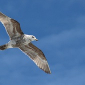 Harold Grimes - “Seagull” – www.overthesidephotography.com