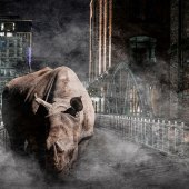 Sheri Emerson - “Urban Safari” – www.sheriemerson.com