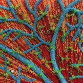 Yana Zorina - “Finding Your Self” – www.neurobead.com