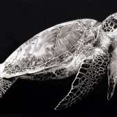 Olga Paparega - “Black Sea Turtle” – www.instagram.com/olgapaparega