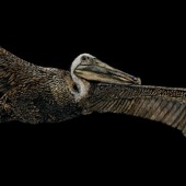 George Ann Johnson - “Night Flyer” – gaj@gajart.com