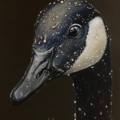 Ashley Roll - “Splashed” – www.facebook.com/HoneyberryDoodleStudio