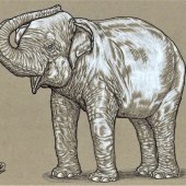 Lokesh Coomar - “Asian Elephant” – www.facebook.com/coomarwildlifeart