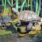 Amy Tomasevicz - “Sunning Turtles” – atomasevicz@frontiernet.net