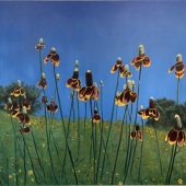 Gerlyn Friesenhahn - “Prairie Conflower” – gmf35@txstate.edu