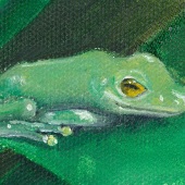 Rachelle Lum - “Green Tree Frog” – www.rlumartist.com