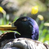 Carmen Traub - “Stars in His Eyes” – www.endangeredspecies2050.com