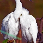 Renee Gruskin - “Flying High” – www.artmajeur.com/renee-gruskin