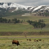 Larry E Klink - “Herd of Bison Along the Lamar River” – www.earthwatcher.us