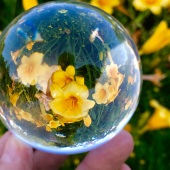 Stephen D. Smith - “Yellow Trumpet Flower Refraction through a Crystal Ball” – www.stephendsmithphotography.com