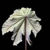 Ulla von Czekus - “Embaúba, the Hollow Tree Leaf” – www.ullastudio.com