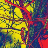 Marcia Berg Haskell - “A Red World” – www.marciascreativeworld.com