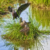 Sandy Friedkin - “Darth Vater Strikes Again” – www.sandyfriedkin1942.viewbug.com