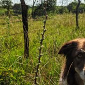 Anthony R. Westenkirchner - “Vainglorious Ember” –  www.anthonywestenkirchner.crevado.com