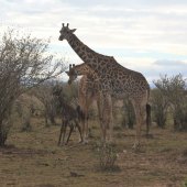 Theodore Heublein - “Newborn Giraffe” – www.theodoreheubleinart.com