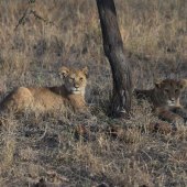 Theodore Heublein - “Pair of Cubs” – www.theodoreheubleinart.com