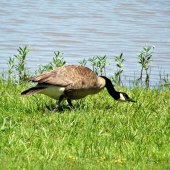 Ashey Walker - “Goose at the Lake” – awalker98576@gmail.com