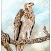 Cindy Collier Harris - “White Bellied Sea Eagle” – www.artboja.com/art/gxi8c2