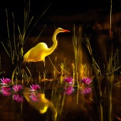 Cindy Collier Harris - “Egret in Marshland” – www.artboja.com/art/gxi8c2