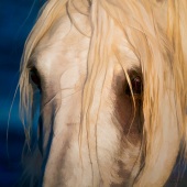 Barbara Mierau-Klein - “Horse Close-Up” – www.barbaramierauklein.com