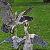 Michael J Duke - “Get Off My Territory” – www.mjduke.co.uk