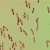 Michael J Duke - “Migrating Pelicans” – www.mjduke.co.uk