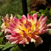 Jonathan Hansen - “The Joy of Colour” – www.jhansenoh.wixsite.com/jhphotography