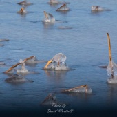 David Martin - “Ice Vases” – dmartin5385@gmail.com