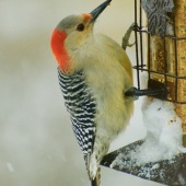 Dilian Deal - “Pepe” – www.diliansart.com