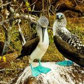 Eldred Boze - “Galapago Boobies” – www.eldredboze.com