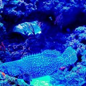 Eldred Boze - “Something Fishy” – www.eldredboze.com