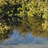 Sue Smith - “Mangroves” – assp.suesmithphotography.com.au