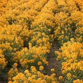 Peggy Curtis - “Wallflowers at Sunset” – www.peggyphoto.com