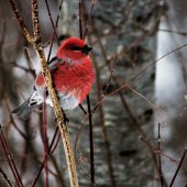 Don Wendel - “Pine Grosbeak” – don_wendel2@msn.com