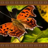 Dick and Rosanne - “Butterfly in Asian Pear Tree” – www.dickandrosanne.com