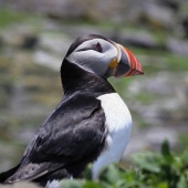 Alicia M Rompage - “Puffin Paradise” – www.amrompageart.com