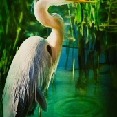 Shelley Benjamin - “On the Lookout” – www.artboja.com/art/w6ytal