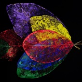 3rd Place – Maura Freeman - “Taking Flight” – www.mefreeart.com